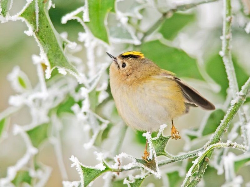 Goldcrest